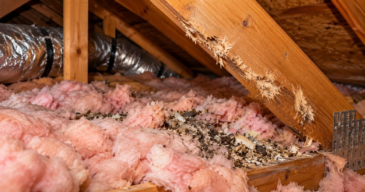 Attic insulation between roof rafters showing pest damage and soiling near flexible ductwork